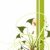 Flower background stock photo © -TAlex-