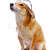 cão · isolado · branco · laranja · óculos · estúdio - foto stock © 26kot