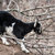 cabra · criança · jovem · floresta - foto stock © 26kot