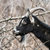 cabra · jovem · floresta · bebê · grama - foto stock © 26kot