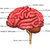 cervello · organo · centro · sistema · nervoso · tutti · vertebrati - foto d'archivio © 7activestudio
