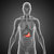 stomac · muscular · gol · sistemul · digestiv · important · organ - imagine de stoc © 7activestudio