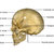 menschlichen · Schädel · Struktur · Kopf · Skelett · Gesicht - stock foto © 7activestudio