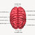 beyin · organ · sinir · sistemi · tüm · omurgalı - stok fotoğraf © 7activestudio