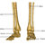schelet · picioare · structura · corp · viaţă · putea - imagine de stoc © 7activestudio