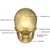 menschlichen · Schädel · Struktur · Kopf · Skelett · Gesicht - stock foto © 7activestudio
