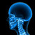 umani · cranio · struttura · testa · scheletro · faccia - foto d'archivio © 7activestudio