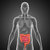 mic · mare · colon · intestine · trecut · sistemul · digestiv - imagine de stoc © 7activestudio