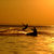 Silhouette of a two kitesurf on a gulf on a sunset stock photo © acidgrey