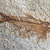 Close up Fossil fish  stock photo © AlessandroZocc