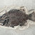 Close up Fossil fish  stock photo © AlessandroZocc
