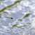 Dragonfly · Flying · воды · Focus · голову - Сток-фото © AlisLuch
