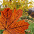 feuille · d'érable · couleurs · automne · nature · feuille -  © AlphaBaby
