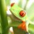 青蛙 · 植物 · 樹 · 眼 - 商業照片 © alptraum