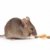 可愛 · 鼠標 · 吃 · 孤立 · 白 · 灰色 - 商業照片 © alptraum