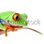 frog on stem isolated stock photo © alptraum