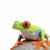 青蛙 · 孤立 · 白 · 坐在 · 岩 - 商業照片 © alptraum