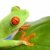 青蛙 · 葉 · 孤立 · 白 - 商業照片 © alptraum