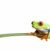 frog on a leaf stock photo © alptraum