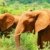 Wild African Elephant stock photo © Anna_Om