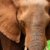 Closeup portrait of African elephant stock photo © Anna_Om