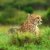 африканских · гепард · Африка · Кения · весны - Сток-фото © Anna_Om