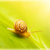 Snail on green leaf stock photo © Anna_Om
