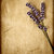 Lavender flowers isolated on brown textured background stock photo © Anna_Om