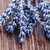 lavande · fleurs · isolé · bois · belle · pourpre - photo stock © Anna_Om