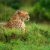 Wild african cheetah stock photo © Anna_Om