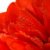 vermelho · tulipa · broto · branco · extremo - foto stock © Arsgera