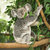 koala · albero · esterna · orso · ramo - foto d'archivio © artistrobd