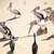 aves · playa · otro · día · isla - foto stock © artistrobd