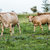 vacche · paese · giorno · queensland · sfondo · estate - foto d'archivio © artistrobd