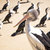 aves · playa · otro · día · isla - foto stock © artistrobd