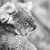 Koala in a eucalyptus tree. Black and White stock photo © artistrobd