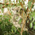 koala · albero · esterna · orso · ramo - foto d'archivio © artistrobd