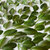 Fresh green leaves background stock photo © artjazz