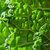 Savoy cabbage texture stock photo © artjazz