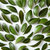 Fresh green leaves pattern stock photo © artjazz