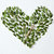 Leaves in heart shape stock photo © artjazz