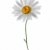белый · ромашка · изолированный · цветок · природы · свет - Сток-фото © artjazz