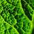 fresh savoy cabbage leaf stock photo © artjazz