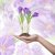 kikerics · női · kéz · nő · virág · tavasz - stock fotó © artjazz