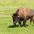 American bison (Bison bison) simply buffalo stock photo © artush