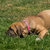 cachorro · mastim · ao · ar · livre · grama · verde · flor · segurança - foto stock © artush