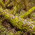 brilhante · verde · musgo · árvore - foto stock © artush