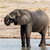 afrikai · elefántok · iszik · sáros · park · Botswana - stock fotó © artush