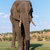 African Elephant in Chobe National Park stock photo © artush