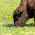 American bison (Bison bison) simply buffalo stock photo © artush